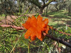 Gymnosporangium confusum