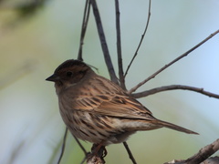 Emberiza pusilla