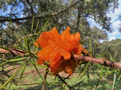 Gymnosporangium confusum