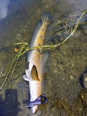 Channa aurolineata
