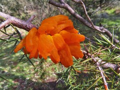 Gymnosporangium confusum