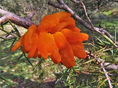 Gymnosporangium confusum