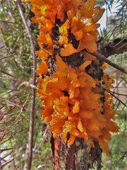 Gymnosporangium confusum