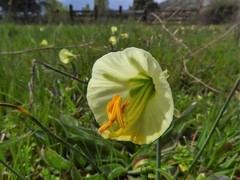 Narcissus bulbocodium graellsii