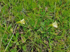 Narcissus bulbocodium graellsii