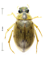 Berosus signaticollis