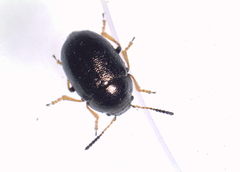 Colaphellus apicalis