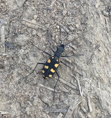 Cicindela flavosignata