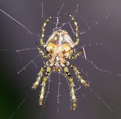 Novaranea courti