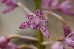 Dipodium campanulatum