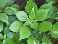 Parietaria officinalis