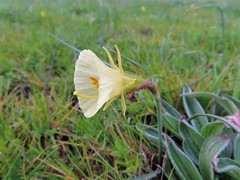 Narcissus bulbocodium graellsii