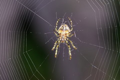 Novaranea courti