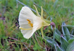 Narcissus bulbocodium graellsii