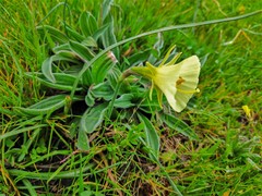 Narcissus bulbocodium graellsii