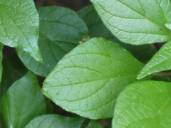 Parietaria officinalis