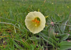 Narcissus bulbocodium graellsii
