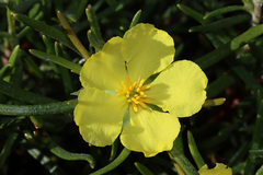 Hibbertia huegelii