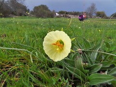 Narcissus bulbocodium graellsii