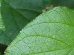 Parietaria officinalis