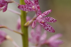 Dipodium campanulatum