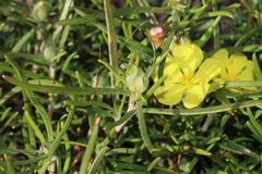 Hibbertia huegelii