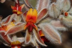 Jacksonia floribunda