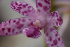 Dipodium campanulatum