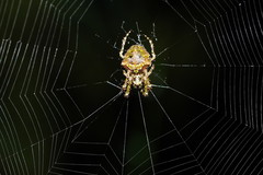 Novaranea courti