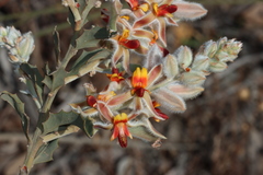 Jacksonia floribunda