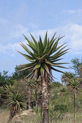Aloe ferox