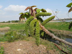 Juglans ailantifolia