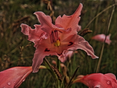 Gladiolus carneus