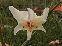 Gladiolus carneus