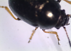 Colaphellus apicalis