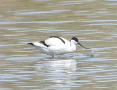 Recurvirostra avosetta