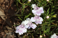 Hemiandra pungens