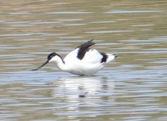 Recurvirostra avosetta