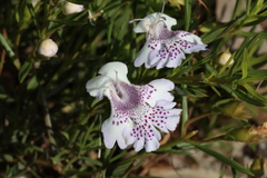 Hemiandra pungens