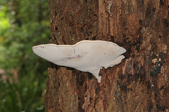 Ganoderma steyaertianum