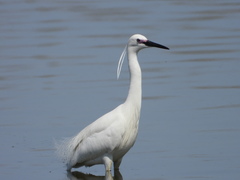Egretta garzetta