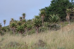 Aloe ferox