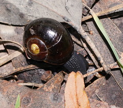 Victaphanta compacta