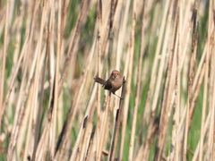 Sinosuthora webbiana