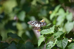 Graphium leonidas