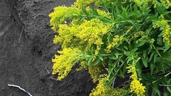 Solidago azorica