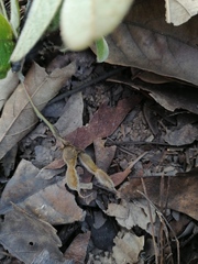 Hesperothamnus ehrenbergii