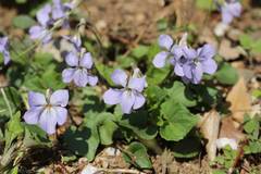 Viola grypoceras