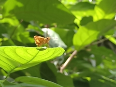 Oriens paragola