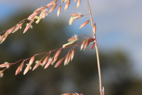 Ehrharta calycina